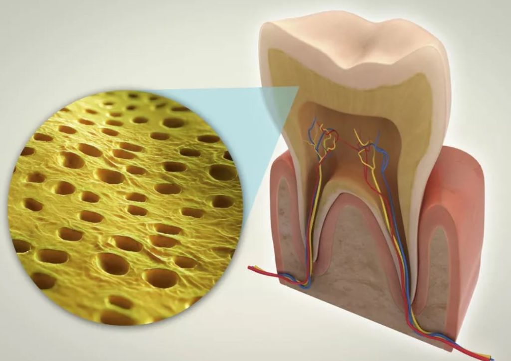 La dentina tiene cierta tonalidad amarilla, que se hace más intensa con el paso de los años