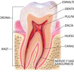 ¿Qué partes tiene un diente?